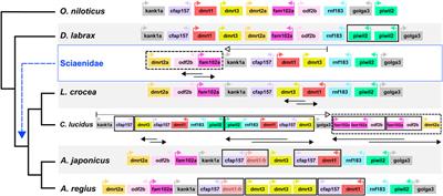 Chromosome genome assembly for the meagre, Argyrosomus regius, reveals species adaptations and sciaenid sex-related locus evolution